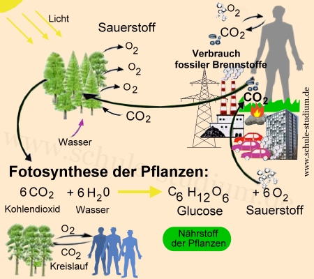 Klima in Gefahr - Pflanzenwelt in Gefahr